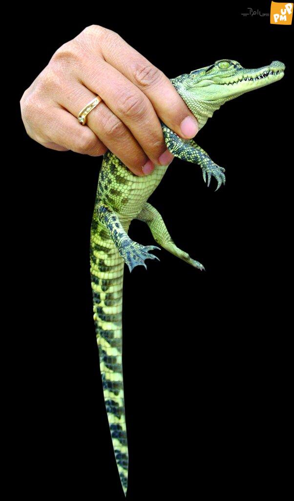 داستان زنی که در خانه اش کروکودیل پرورش می دهد/ تصاویر 2 تمساح