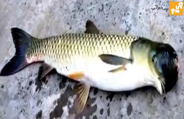 صید عجیب "ماهی سر پرنده" توسط صیادان!! باور نکردنی است! 2 ماهیگیران چینی در رودخانه Huangpu در شانگهای چین به کشف شگفت انگیز و عجیبی دست یافتند. یک ماهی سر پرنده عجیب.