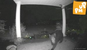 مردم آزاری این بار به سبک خرسی که زنگ در خانه ای را زد و فرار کرد!/ عکس 1 مردم آزاری این بار به سبک خرسی که زنگ در خانه ای را زد و فرار کرد!/ عکس