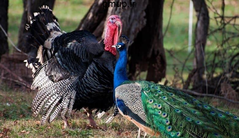 ویدئو/ باورش سخت است طاووس زیبا این چنین به بوقلمون حمله کند!