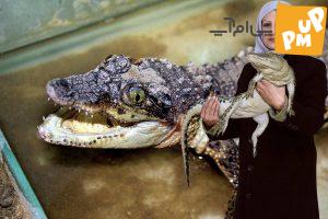 داستان زنی که در خانه اش کروکودیل پرورش می دهد/ تصاویر 1 داستان زنی که در خانه اش کروکودیل پرورش می دهد/ تصاویر