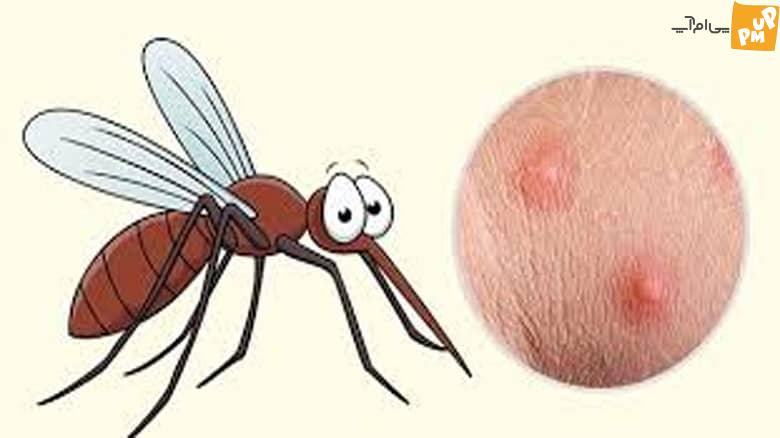 چیزی بین کارامل شیرین و شور؛ طعم خون انسان برای پشه ها! 1 مزه خون انسان برای پشه ها شور و شیرین است.