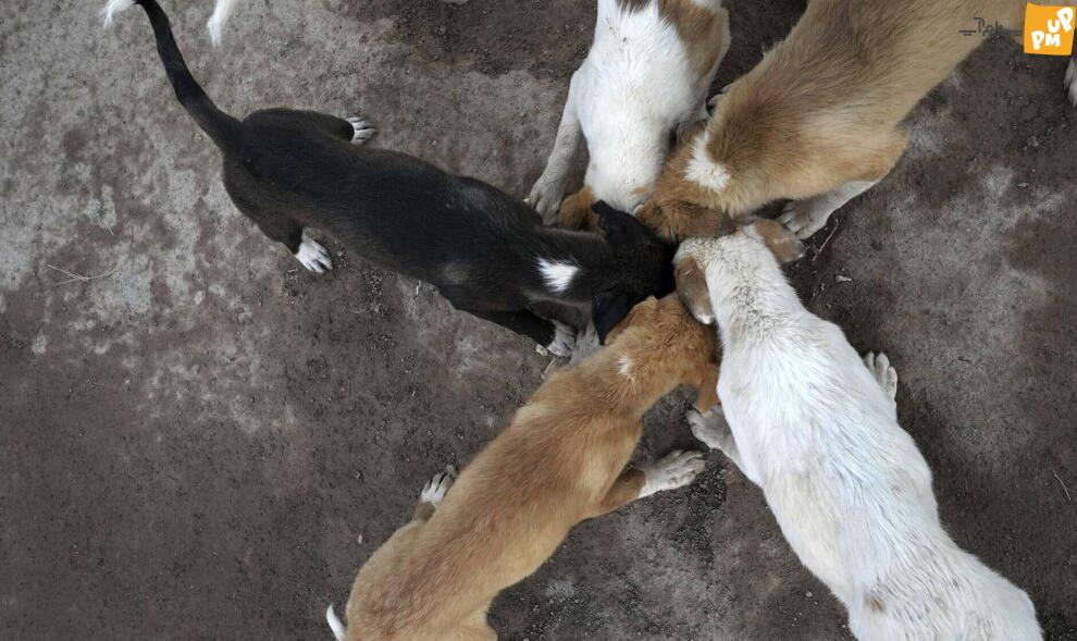 این روحانی در ایران محبوب شد! + تصاویر 4 این روحانی در ایران محبوب شد! + تصاویر