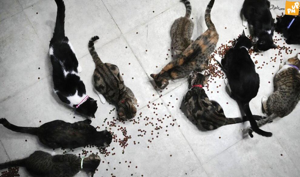 این روحانی در ایران محبوب شد! + تصاویر 5 این روحانی در ایران محبوب شد! + تصاویر