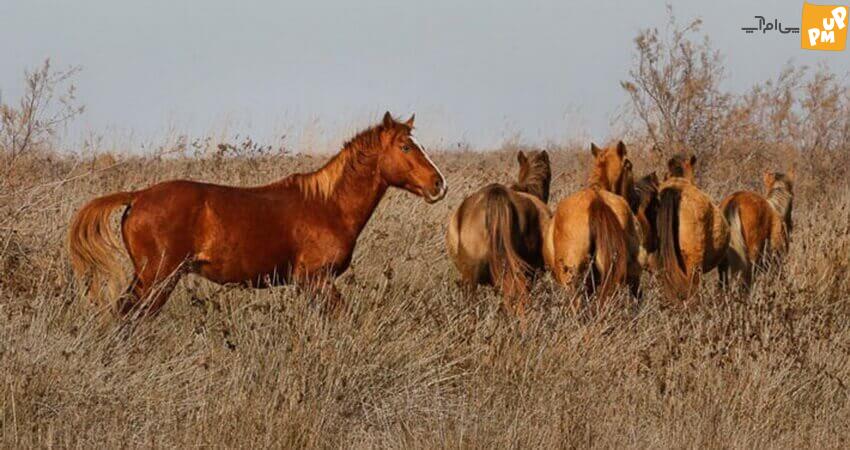 تنها جزیره ایرانی در دریای خزر/ عکس 3 تنها جزیره ایرانی در دریای خزر/ عکس