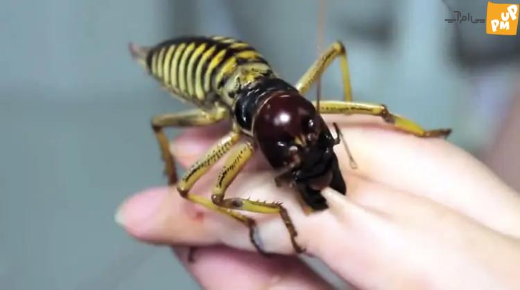 آشنایی با عجیب ترین حشرات دنیا! /عکس