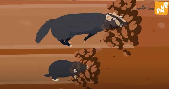 لیست کندترین و سریع ترین حیوانات روی زمین شما را شگفت زده خواهد کرد + عکس 7 لیست کندترین و سریع ترین حیوانات روی زمین شما را شگفت زده خواهد کرد + عکس