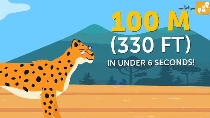 لیست کندترین و سریع ترین حیوانات روی زمین شما را شگفت زده خواهد کرد + عکس 8 لیست کندترین و سریع ترین حیوانات روی زمین شما را شگفت زده خواهد کرد + عکس