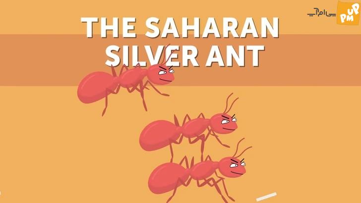 لیست کندترین و سریع ترین حیوانات روی زمین شما را شگفت زده خواهد کرد + عکس 9 لیست کندترین و سریع ترین حیوانات روی زمین شما را شگفت زده خواهد کرد + عکس