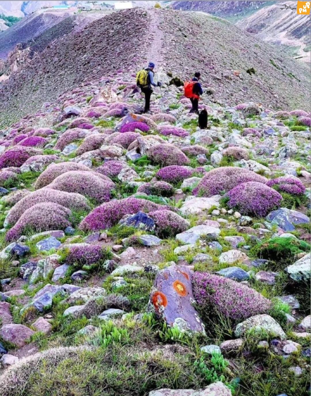 اینجا ایران است!/این عکس طبیعت شگفت انگیز دامنه کوه دماوند شما را مدهوش میکند!