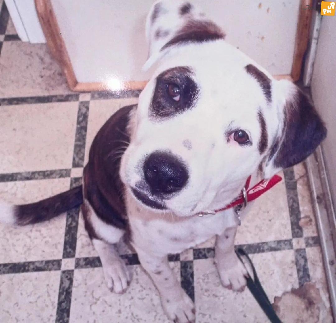 "بیلی آیلیش" 21 ساله در غم از دست دادن سگ 15 سالهاش!/ تصاویر 5 "بیلی آیلیش" 21 ساله در غم از دست دادن سگ 15 سالهاش!/ تصاویر