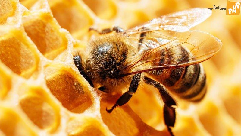 بزرگترین کندوی عسل وحشی جهان روی یک صخره کشف شد+ ویدیو