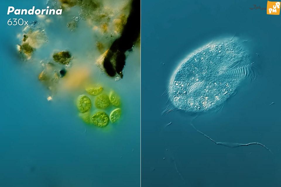 بررسی گودالی از آب باران زیر میکروسکوپ!/ فیلم و عکس 1 بررسی گودالی از آب باران زیر میکروسکوپ!/ فیلم و عکس