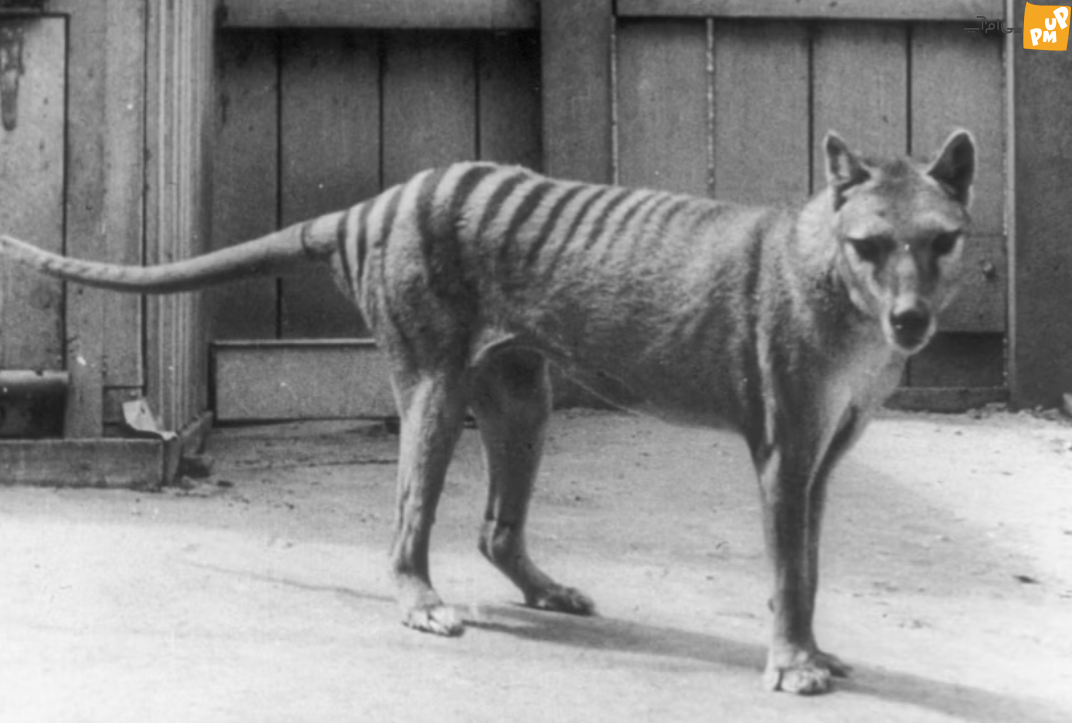 محتویات عجیب مغز «ببر تاسمانی» منقرض شده همه را شوکه کرد!/عکس 2 مطالب عجیب مغز منقرض شده «ببر تاسمانی»!/عکس