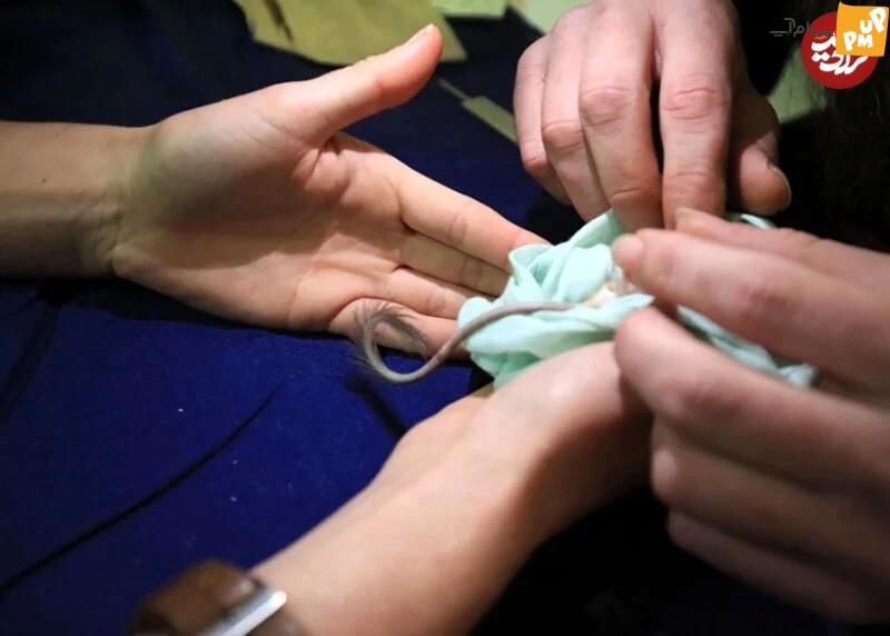 موش «منقرض شده» مقابل دوربین حساس به حرکت ظاهر شد! موش «منقرض شده» مقابل دوربین حساس به حرکت ظاهر شد!