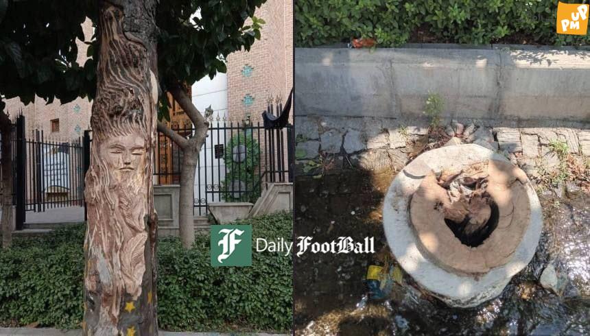 عکس قطع درخت 100 ساله برای نقش یک زن در آن! | فوتبال روزانه عکس قطع درخت 100 ساله برای نقش یک زن در آن!