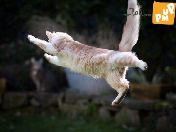 cat-jumping.jpg