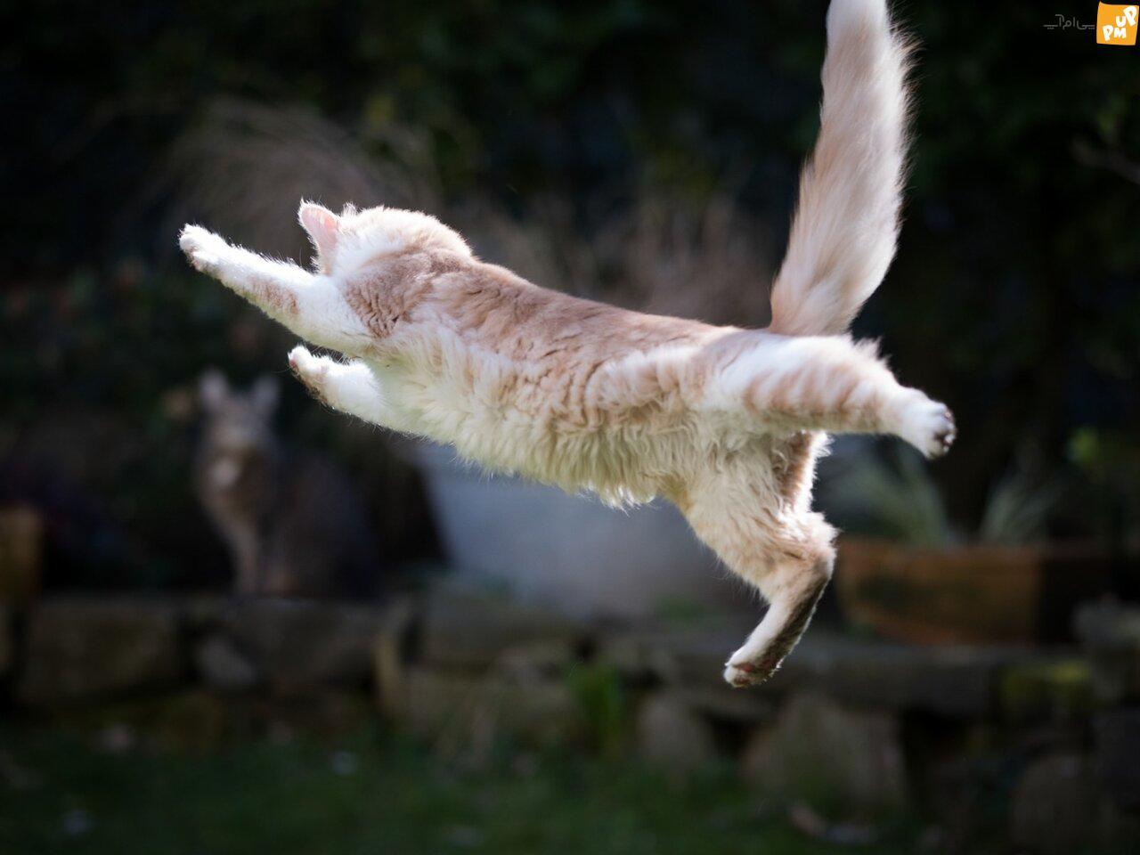 وقتی گربه قوانین فیزیک را زیر پا می گذارد و از مرگ می گریزد!/عکس