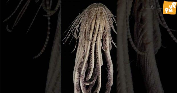 روایتی شگفتانگیز از شکار موجودات فرازمینی در اعماق اقیانوس!/ تصاویر 3 موجود فرازمینی در اعماق تاریکی/عکس