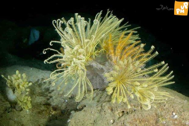 روایتی شگفتانگیز از شکار موجودات فرازمینی در اعماق اقیانوس!/ تصاویر 4 موجود فرازمینی در اعماق تاریکی/عکس