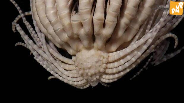 روایتی شگفتانگیز از شکار موجودات فرازمینی در اعماق اقیانوس!/ تصاویر 5 موجود فرازمینی در اعماق تاریکی/عکس