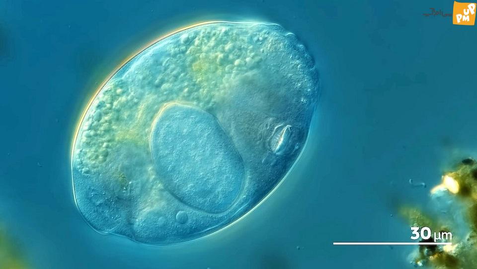 زیر میکروسکوپ به دنیای داخل گودال آب باران سفر کنید زیر میکروسکوپ به دنیای داخل گودال آب باران سفر کنید