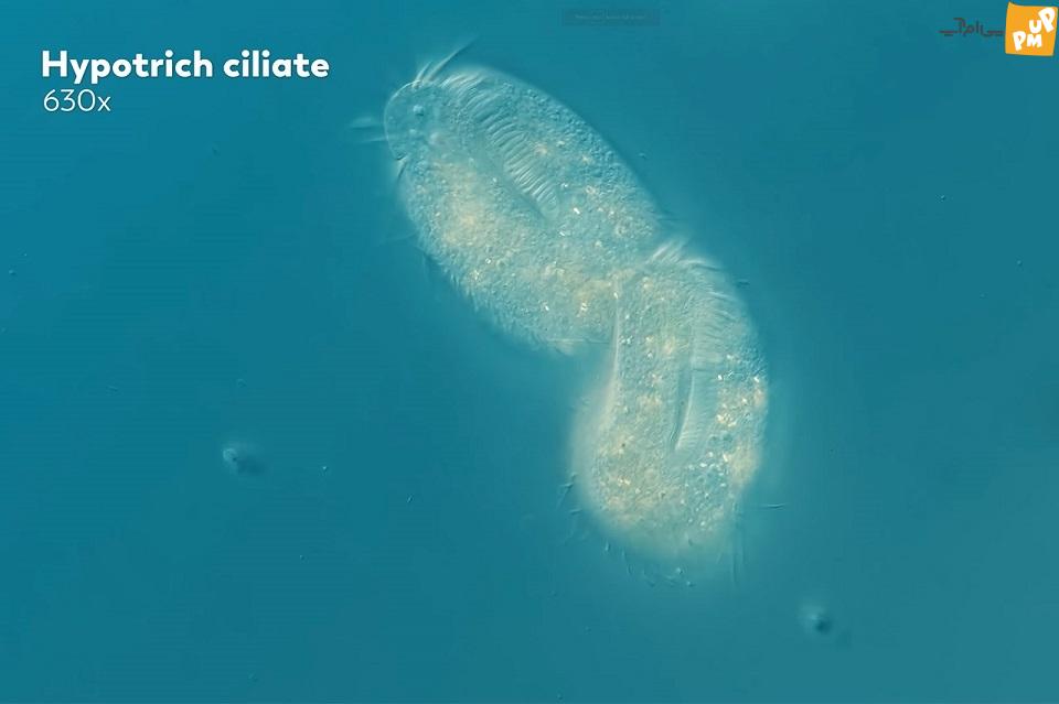 زیر میکروسکوپ به دنیای داخل گودال آب باران سفر کنید زیر میکروسکوپ به دنیای داخل گودال آب باران سفر کنید