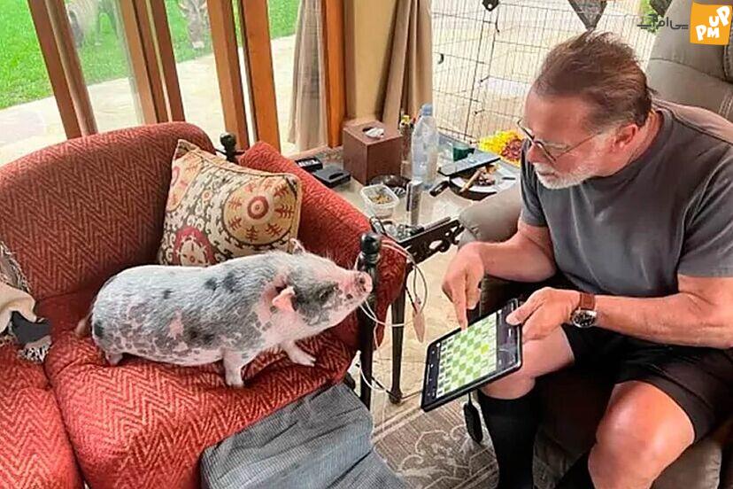 شطرنج با خوک؛ آخرین سرمایه گذاری آرنولد شوارتزنگر در دنیای سرگرمی! 2 شطرنج با خوک؛ آخرین سرمایه گذاری آرنولد شوارتزنگر در دنیای سرگرمی!