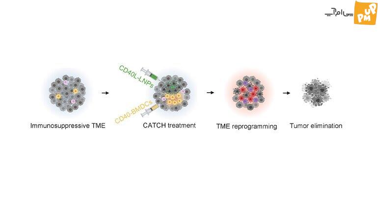 این کشف بزرگ میتواند جان میلیونها بیمار سرطانی را نجات دهد!/ عکس 1 این کشف بزرگ میتواند جان میلیونها بیمار سرطانی را نجات دهد!/ عکس