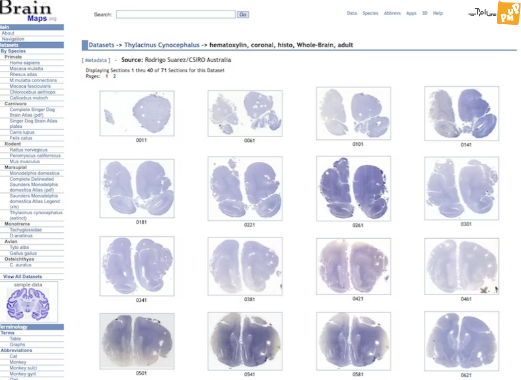محتویات عجیب مغز «ببر تاسمانی» منقرض شده همه را شوکه کرد!/عکس 1 محتویات عجیب مغز «ببر تاسمانی» منقرض شده همه را شوکه کرد!/عکس