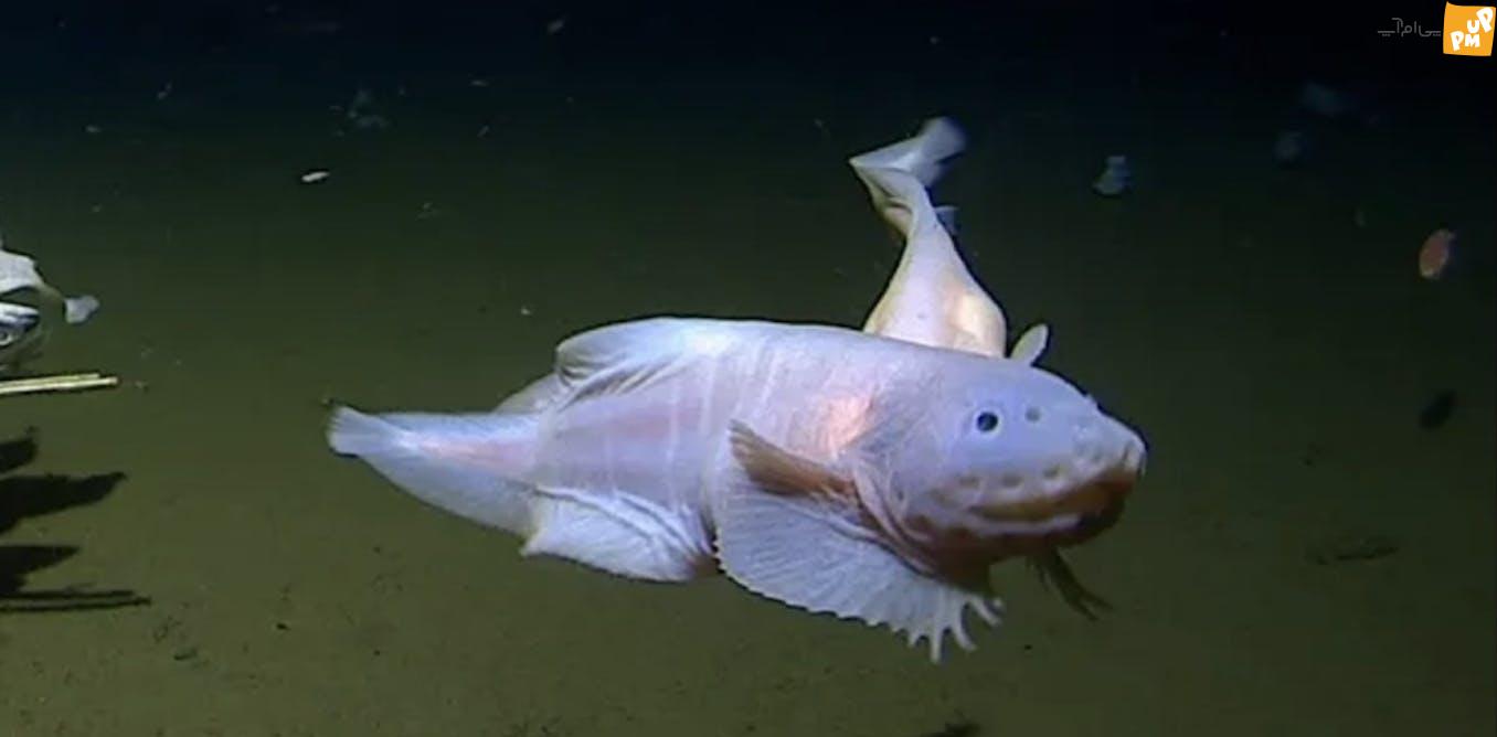 روایتی شگفت‌انگیز از شکار موجودات فرازمینی در اعماق اقیانوس!/ تصاویر