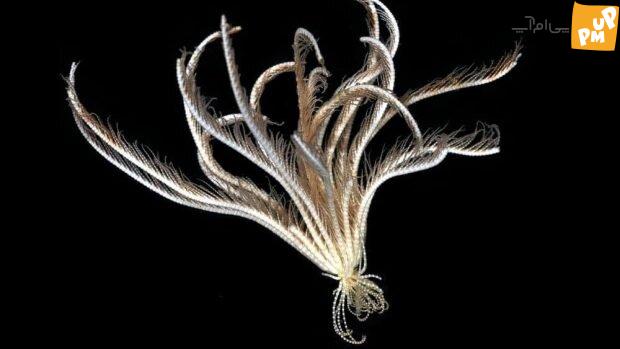 روایتی شگفتانگیز از شکار موجودات فرازمینی در اعماق اقیانوس!/ تصاویر 1 موجود فرازمینی در اعماق تاریکی/عکس