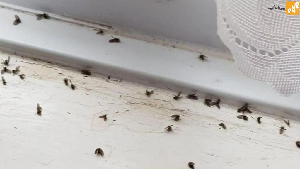 مگسهای مردهای که پلاستیک میشوند!/ جزئیات خبر 1 مگسهای مردهای که پلاستیک میشوند!/ جزئیات خبر