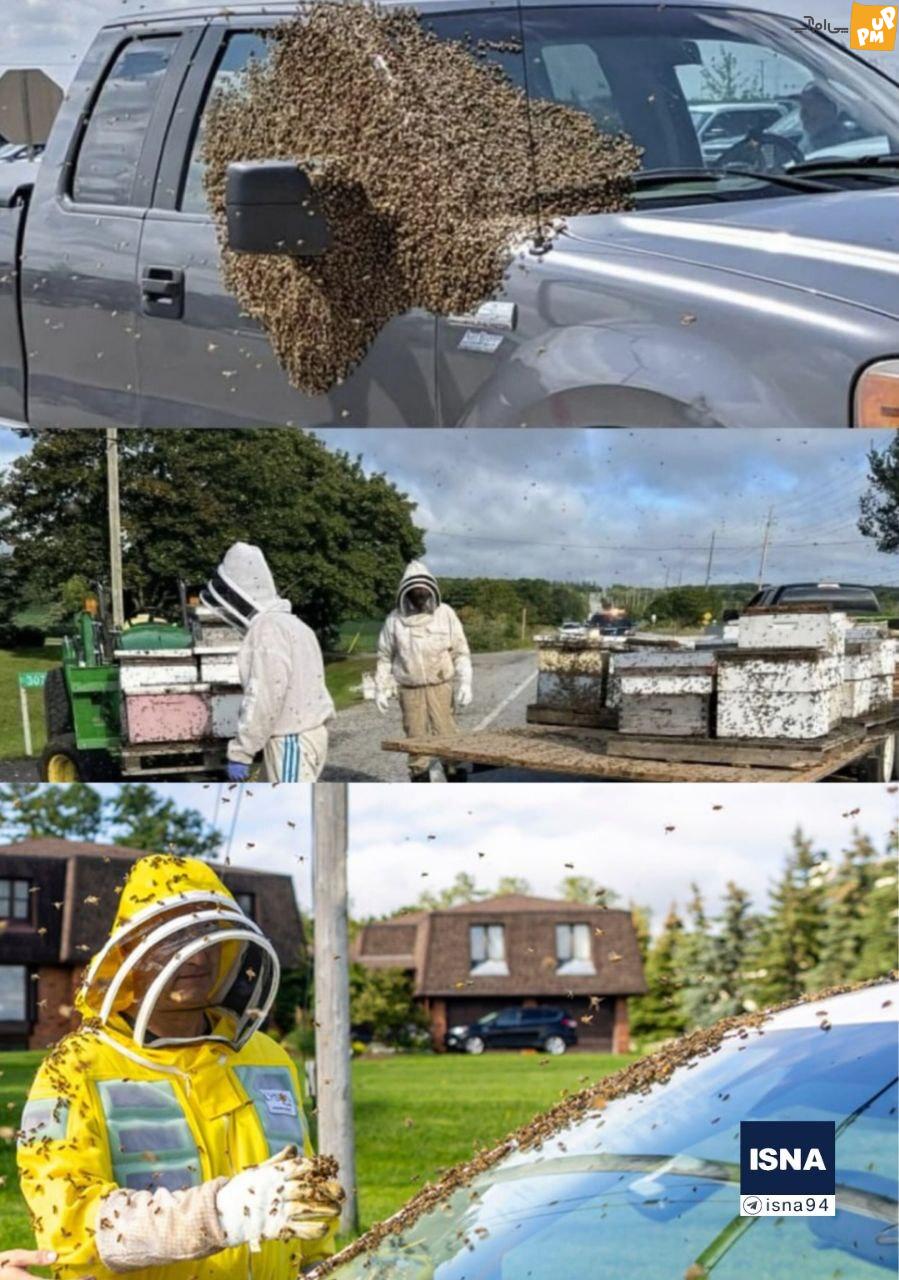 حمله زنبوری به رانندگان کانادایی! / هشدار پلیس به رانندگان تورنتویی!