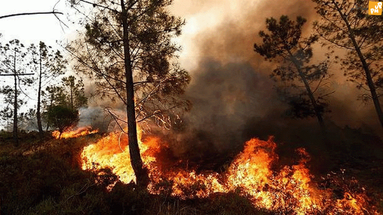 "عوامل انسانی" اصلی‌ترین عامل آتش‌سوزی جنگل‌های کرمانشاه است!