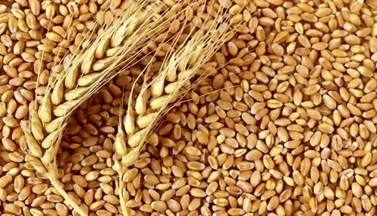 قیمت گندم سال آینده نباید کمتر از 20 هزار تومان باشد!/جزئیات قیمت گندم سال آینده نباید کمتر از 20 هزار تومان باشد!/جزئیات
