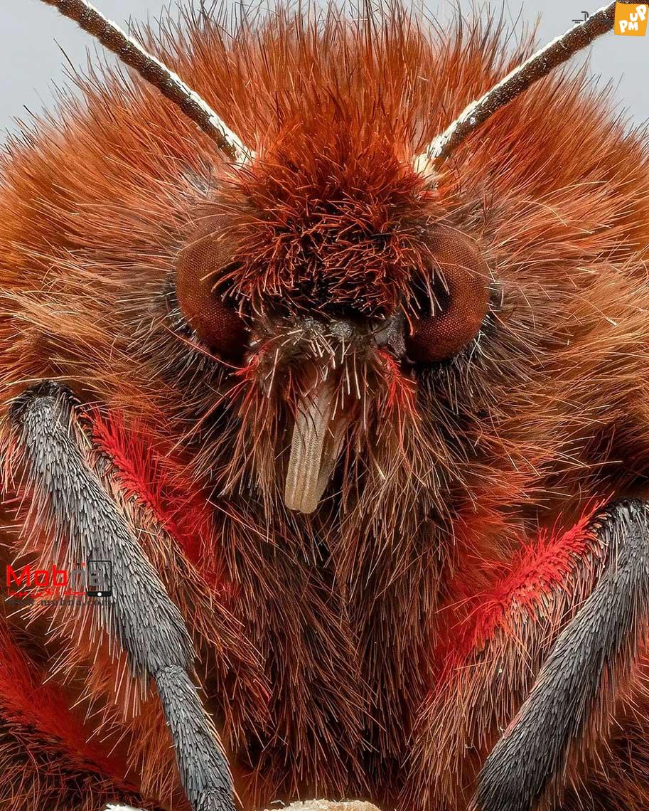 شکل دهنده قرمز؛ جزئیات شگفت انگیز یک عکس! 3 شکل دهنده قرمز؛ جزئیات شگفت انگیز یک عکس!