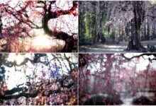 آغاز بهار در ژاپن با رایحه مست کننده شکوفه های آلو (+ عکس)