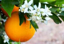 خواص عجیب آب پرتقال برای کاهش وزن و رفع گرما