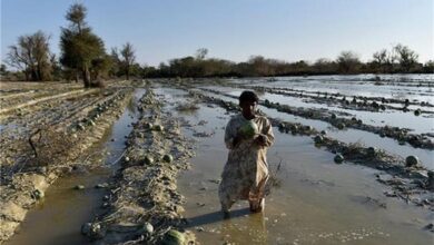 مردم نباید با یک بارندگی تن‌شان بلرزد/ زیرساخت‌های کشاورزیِ جنوب سیستان و بلوچستان از بین رفته