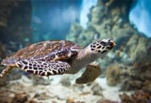 نگرانی برای لاک‌پشت‌های خلیج فارس/ تدوین شناسنامه برای ۵ جزیره مهم