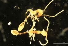چرا دانشمندان این مورچه را «لرد ولدمورت» نامیدند؟!