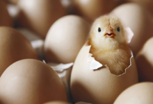 این تخم مرغ ها را مصرف نکنید