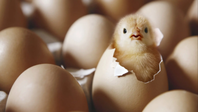 این تخم مرغ ها را مصرف نکنید