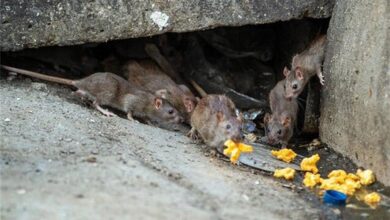 لزوم مبارزه با موش‌های پایتخت در آستانه فصل گرما